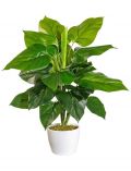 Kunstpflanze Philodendronbusch, im Keramiktopf mit Moos, Hhe 50 cm