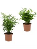 Zimmerpflanze Palmen-Set, Hhe: 30 cm, 2 Pflanzen
