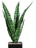 Kunstpflanze Sanseveria, im Keramiktopf, Hhe 75 cm