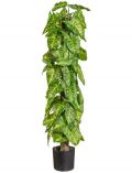 Kunstpflanze Syngonium, im Kunststofftopf, H: 90 cm