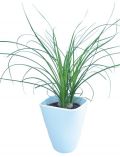 Zimmerpflanze Elefantenfu߫, Hhe: 30 cm, 1 Pflanze im Dekotopf