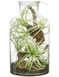 Kunstpflanze Tillandsien-Arrangement, im Glas, Hhe 43 cm