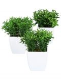 Kunstpflanze Grasbsche, 3 Stk., im Kunststofftopf, H: 13 cm