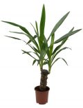 Zimmerpflanze Yucca-Palme, Hhe: 30 cm, 1 Pflanze