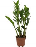 Zimmerpflanze Zamioculcas, Hhe: 20 cm, 1 Pflanze