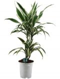 Zimmerpflanze Drazena, Hhe: 50 cm, 1 Pflanze