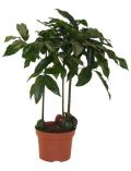 Zimmerpflanze Australische Kastanie, Hhe: 30 cm, 1 Pflanze