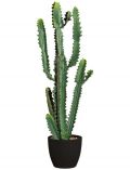 Kunstpflanze Kaktus Euphorbie, im Keramiktopf, Hhe 90 cm