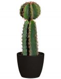 Kunstpflanze Kaktus, im Keramiktopf, Hhe 48 cm