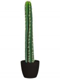 Kunstpflanze Kaktus, im Keramiktopf, Hhe 70 cm