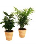Zimmerpflanze Palmen-Set, Hhe: 15 cm, 2 Pflanzen in Dekotpfen