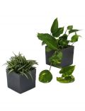 Zimmerpflanze Grnpflanzen-Set, Hhe: 15 cm, 2 Pflanzen in Dekotpfen