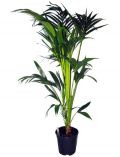 Zimmerpflanze Kentia-Palme, Hhe: 60 cm, 1 Pflanze