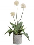 Kunstpflanze Distelbusch, im Zementtopf, : 55 cm, creme