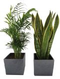 Zimmerpflanze Palmen-Set, Hhe: 30 cm, 2 Pflanzen in Dekotpfen
