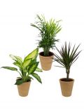 Zimmerpflanze Grnpflanzen-Set, Hhe: 30 cm, 3 Pflanzen in Dekotpfen