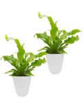 Zimmerpflanze Farnpflanzen, Hhe: 15 cm, 2 Pflanzen in Dekotpfen