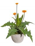 Kunstpflanze Dahlienpflanze, im Zementtopf mit Moos, Hhe 35 cm, orange