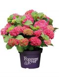 Hortensie Forever and Ever Red, Hhe: 30-40 cm, 2 Pflanze