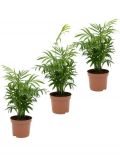 Zimmerpflanze Palmen-Set, Hhe: 30 cm, 3 Pflanzen