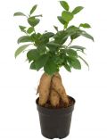 Zimmerpflanze Ginseng-Feige, Hhe: 15 cm, 1 Pflanze