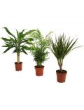 Zimmerpflanze Palmen-Set, Hhe: 30 cm, 3 Pflanzen