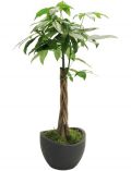 Zimmerpflanze Glckskastanie, Hhe: 60 cm, 1 Pflanze im Dekotopf