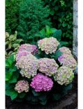 Hortensie Magical Coral Blue, Hhe: 30-40 cm, 2 Pflanze