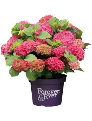 Hortensie Forever and Ever Red, Hhe: 30-40 cm, 2 Pflanze